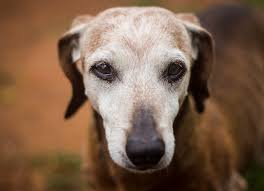 Cancer in dogs is common but early detection is possible and is the best chance for recovery. Pin By Dawn Hilt On Man S Best Friend Dogs Your Dog Ask A Vet