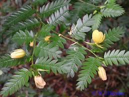 Image result for Chamaecrista