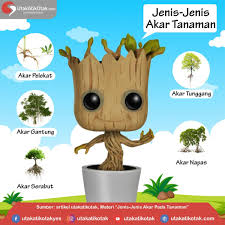 Check spelling or type a new query. Jenis Jenis Akar Tanaman