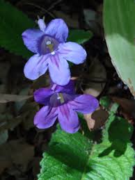 Image result for Streptocarpus kamerunensis