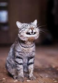 35 Cutest Cat Pictures You Will Ever See Smiling Animals Pets Animals