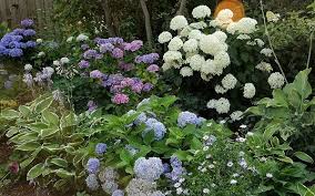 12533708xe Jpg 599 374 Garten Pflanzen Vorgarten