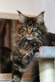 Brown Maine Coon How To Keep A Maine Coon Growth Chart