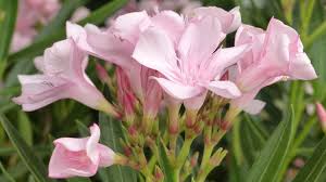 Image result for Oleandra
