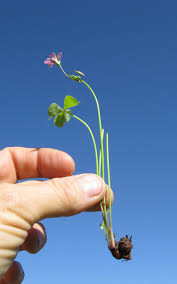 Maybe you would like to learn more about one of these? How To Get Rid Of Oxalis Kings Plant Doctor