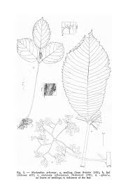 Image result for Musanga leo-errerae