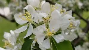 Jon Edgar Cook, 85, of Kirksville, Mo., Travis-Noe Funeral Home