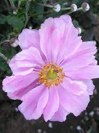 Anemone Alice Bluestone Perennials Flowers Perennials Anemone Perennials