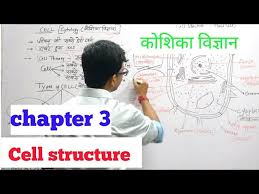 Check spelling or type a new query. Cell Theory Plant And Animal Cell Youtube