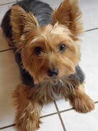 Find below our recommendations for the best pod coffee machines on the market in australia. Pin By Drawdogs Com On Silky Terrier Dog Art Portraits Photographs Information And Just Plain Fun By Artist Stephen Kline Silky Terrier Australian Silky Terrier Terrier Puppies