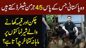 Check spelling or type a new query. This Pakistani Owns 45 German Shepherd How Much He Spends Daily On Their Food Youtube