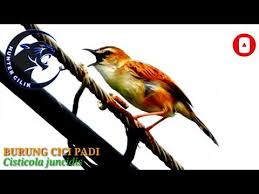 Suara pikat ampuh prenjak sawah jantan & betina!!! Suara Pikat Burung Cici Padi Ampuh Gacor Poll By Hunter Cilik