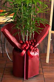 観葉 植物 ラッピング