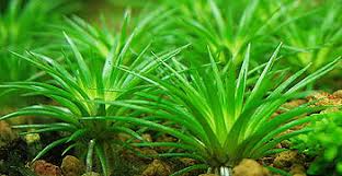 Image result for Eriocaulon schimperi