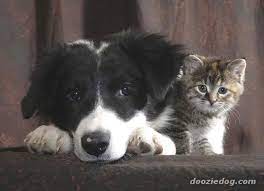 Border Collie Puppy 3 Border Collie Puppies Collie Puppies Collie