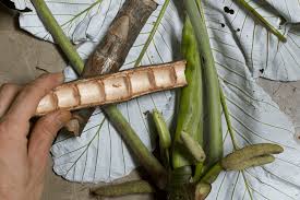 Image result for Cecropia