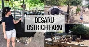 He seized a blanket from the nearest bed, and using it as a weapon flung it to right and left about him in the air. Desaru Ostrich Farm Discover Chickaboo In Johor Bahru Jb