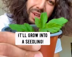 Cherry magic 🪄🌸🍒