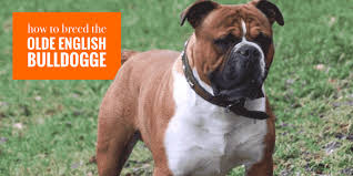 This breed was also targeted towards getting. Breeding Olde English Bulldogge Dogs Health Litter Management