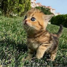 Follow Us Mydreamycats If You Are A Real Cat Lover We Publish Cute Cats Photo And Amazing Videos Kittens Cutest Cute Cats Cute Cats Photos