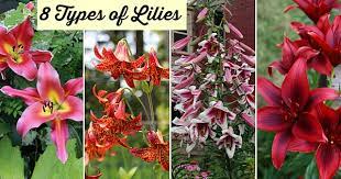 The color of marigold flowers could differ from yellow to golden. Types Of Lilies 8 Beautiful Cold Hardy Choices For The Garden
