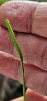 Image result for Ophioglossum reticulatum