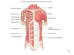 Maybe you would like to learn more about one of these? Anatomy Of The Muscular System Ppt Video Online Download