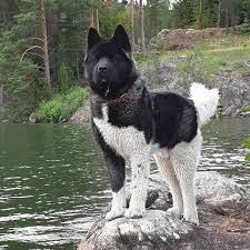 Akita Dog Breed Information Guide Quirks Pictures Personality Facts Akita Dog American Akita Dog Big Dog Breeds