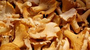 We did not find results for: Funghi Sott Olio Come Si Fanno Ricetta Facile E Gustosa Lifegate