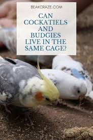 Because they will keep on fighting with each other. Why Cockatiels And Budgies Should Not Live In The Same Cage Beak Craze