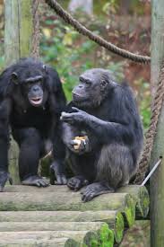 Primate Project At John Ball Zoo Last Semester Love My Telephoto Lens Animals Wild Primates Wildlife Animals