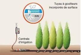 Les plantes sont arrosées avec précision et individuellement grâce aux tuyaux goutteurs. Arrosage Goutte A Goutte Avec Tuyaux A Goutteurs Incorpores