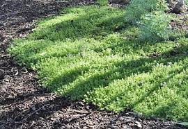 Just like any other plant, grass needs adequate water to survive. Thymus Cv Pink Lemonade Thyme Ground Cover Grass Alternative Plants