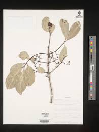 Image result for Elaeodendron matabelicum