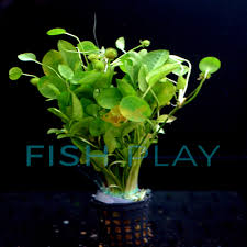 Image result for Ranalisma