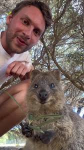 Ein echtes Highlight in Australien .. die Quokkas 🤩 #quokkas #australien  #cute #pet #cutepet #sweet #fyp #reisen #reiseinspiration