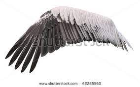 pin on birds