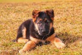 Average Cost Of A German Shepherd Puppy German Shepherd Puppies Shepherd Puppies German Shepherd