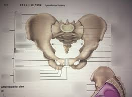 The shaft tends to be cylindrical in form. Hip Bones Labeling Diagram Quizlet