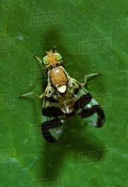 Image result for Rhagoletis completa