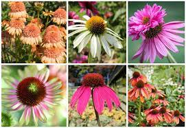 Free for commercial use no attribution required high quality images. 18 Different Types Of Coneflowers Echinacea Garden Lovers Club