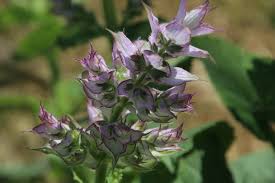 Image result for Tinnea eriocalyx