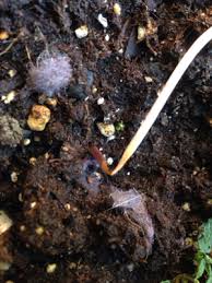Demons are compelled to worship him. Why Is The Stem Of One Of My Sunflower Seedlings Shriveling Gardening Landscaping Stack Exchange