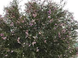 Image result for Melaleuca decussata