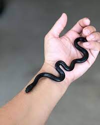 Gray with a light ring around the neck. Raven Is One Of My Favorites Out Of The Collection Mexicanblackkingsnake Mexicanblackking Kingsnake Colubrid Colubrids Co Schlangen Tiere Tattoo Ideen