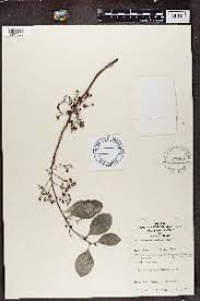 Image result for Gymnosporia matoboensis