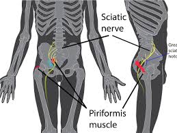 The gluteus medius muscle helps abducts the thigh along with the gluteus maximus, but can rotate the thigh inward where the gluteus maximus rotates the thigh outward. Inner Thigh Pain Youmemindbody