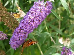 What our customers say i am compelled to write to you and your staff for the exemplary service provided by your company, in an age where the word and term 'service' has lost its meaning. Fast Growing Plants Quick Space Fillers