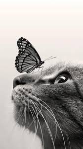 Cat And Butterfly Cat Wallpaper Cute Cat Wallpaper Animals