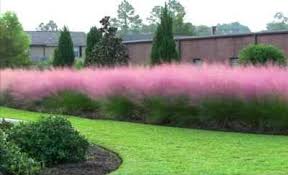 Pin By Noley Reid On Viragok Kerteszkedes Grasses Landscaping Flower Landscape Ornamental Grasses